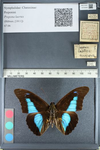 Media type: image;   Entomology 163449